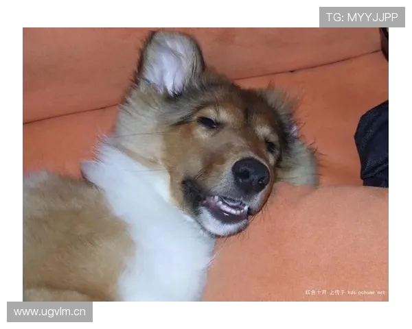 王燊超家的狗吃的比我家孩子还讲究